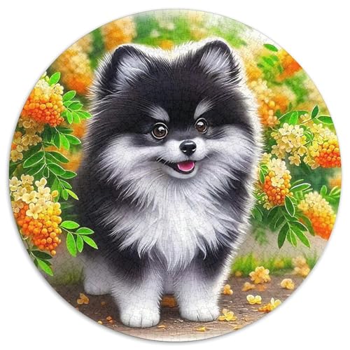 Pommern 1000-teiliges Puzzle Für Frauen, Männer Kleiner Hund Herausforderndes Puzzle Entspannend Familienspielabende Geschenk Zum Geburtstag 1000pcs (67.5x67.5cm) von PFQHUAIDH