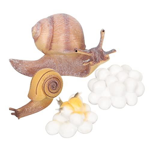 PHENOFICE 1 Satz Wachstumszyklus Der Schnecke Kinderspielzeug Modell des Schneckenwachstumszyklus Lebenszyklusmodelle Von Tieren Spinnenspielzeug Tierkreisspielzeug Miniaturen Harz PHENOFICE 1 Satz Wachstumszyklus Der Schnecke Kinderspielzeug Modell des Schneckenwachstumszyklus Lebenszyklusmodelle Von Tieren Spinnenspielzeug Tierkreisspielzeug Miniaturen Harz von PHENOFICE