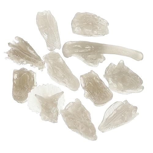 PHENOFICE 1 Set Leuchtendes Dinosaurier Schädel Modell, Kinderspielzeug, Kinder Dinosaurier Schädel, Kinderspielzeug, Kinder Lernspielzeug, Fossilien, Dinosaurier Modell, Dinosaurier PHENOFICE 1 Set Leuchtendes Dinosaurier Schädel Modell, Kinderspielzeug, Kinder Dinosaurier Schädel, Kinderspielzeug, Kinder Lernspielzeug, Fossilien, Dinosaurier Modell, Dinosaurier von PHENOFICE