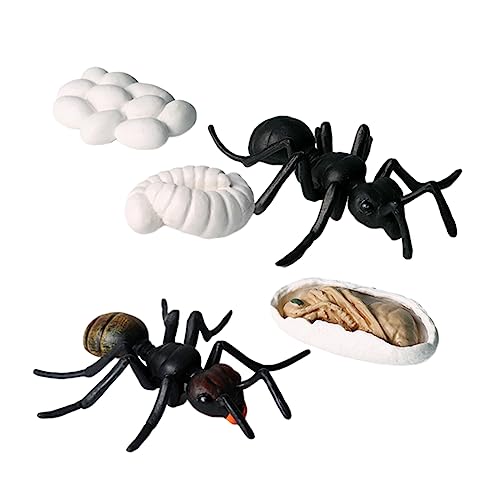 PHENOFICE 5 Teiliges Set Von Simulation Ameisen Modellen Pädagogisches Für Über Den Lebenszyklus Von Ameisen Ideal Für Kindergarten Und Zuhause PHENOFICE 5 Teiliges Set Von Simulation Ameisen Modellen Pädagogisches Für Über Den Lebenszyklus Von Ameisen Ideal Für Kindergarten Und Zuhause von PHENOFICE