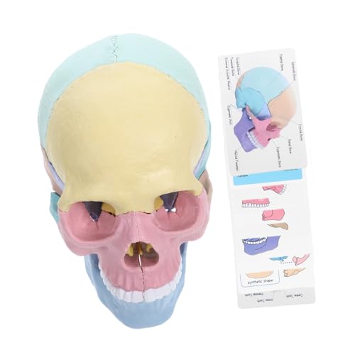 PHENOFICE Anatomisches Schädelmodell Abnehmbares Kopfmodell für Unterricht und Robustes Kunststoffmaterial Detaillierte Darstellung des Menschlichen Schädels PHENOFICE Anatomisches Schädelmodell Abnehmbares Kopfmodell für Unterricht und Robustes Kunststoffmaterial Detaillierte Darstellung des Menschlichen Schädels von PHENOFICE
