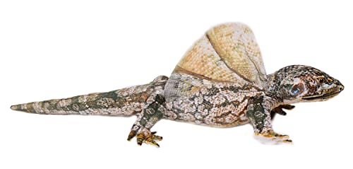 PIA Stofftier Flugechse 64 cm, Stofftiere Plüschtier Kuscheltiere Echsen Leguan Agame PIA Stofftier Flugechse 64 cm, Stofftiere Plüschtier Kuscheltiere Echsen Leguan Agame von PIA