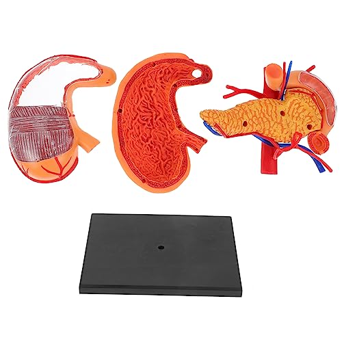 PLAFOPE Medizinisches Demonstrationsmodell des Magens anatomisches Modell realistisch einfach zu bedienen für Schüler und PLAFOPE Medizinisches Demonstrationsmodell des Magens anatomisches Modell realistisch einfach zu bedienen für Schüler und von PLAFOPE