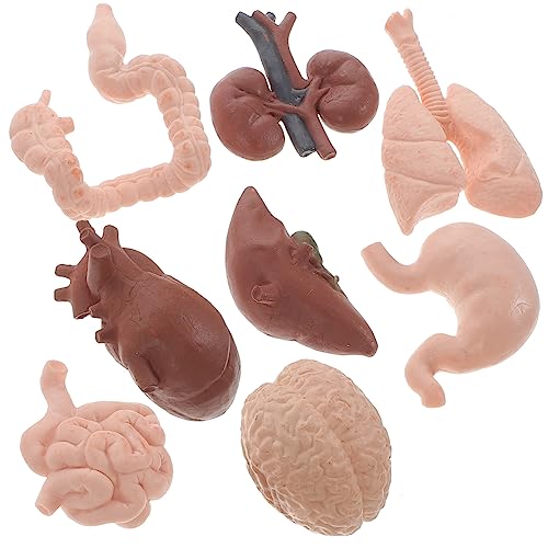 PLAFOPE 8 Stück Menschliches Modell Requisite Professionelle Menschliche Organe Modelle Lehr Requisiten Menschliches Lehrmittel Leber Modell Schullehrmittel Menschliches Magen von PLAFOPE