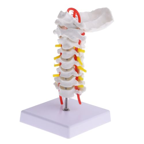 PLAFOPE Anatomisches Flexibles Halswirbelsäulenmodell aus PVC mit Metallsockel Realistische Nerven und Bandscheiben Waschbar für Ärzte Pflegepersonal und Medizinstudenten PLAFOPE Anatomisches Flexibles Halswirbelsäulenmodell aus PVC mit Metallsockel Realistische Nerven und Bandscheiben Waschbar für Ärzte Pflegepersonal und Medizinstudenten von PLAFOPE