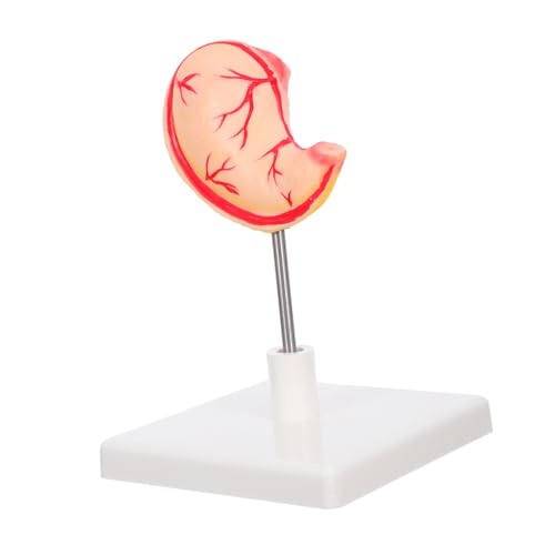 PLAFOPE Anatomisches Magenmodell Lehrmodell Stomach Teaching Model für Medizinstudenten mit Hoher Präzision und Detaillierter Darstellung Leicht Montierbar Robust für Wissenschaftliche PLAFOPE Anatomisches Magenmodell Lehrmodell Stomach Teaching Model für Medizinstudenten mit Hoher Präzision und Detaillierter Darstellung Leicht Montierbar Robust für Wissenschaftliche von PLAFOPE