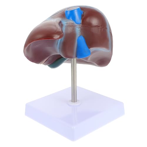 PLAFOPE Medizinisches Anatomisches Lebermodell mit Basis Detailliertes Menschliches Lebermodell für Unterricht Studium und Medizinische Ausbildung Geeignet für Schüler Lehrer Pflege und PLAFOPE Medizinisches Anatomisches Lebermodell mit Basis Detailliertes Menschliches Lebermodell für Unterricht Studium und Medizinische Ausbildung Geeignet für Schüler Lehrer Pflege und von PLAFOPE