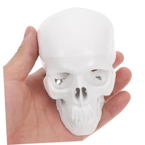 PLAFOPE Mini Schädelmodell Anatomisch Genau Abnehmbar Detailreich für Medizinstudenten Lernhilfe und Halloween Dekoration Menschliches Skelett Modell Weiß Kompakt und Vielseitig PLAFOPE Mini Schädelmodell Anatomisch Genau Abnehmbar Detailreich für Medizinstudenten Lernhilfe und Halloween Dekoration Menschliches Skelett Modell Weiß Kompakt und Vielseitig von PLAFOPE