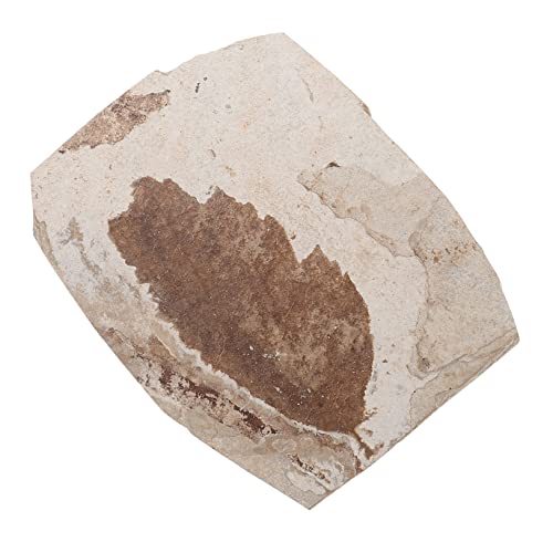 PLAFOPE Einzigartiges Exemplar Aus Echtem Blattstein Für Die Pflanzenpaläontologie Bildungssammlung Wissenschaftliche Ausstellung Zufälliger Stil PLAFOPE Einzigartiges Exemplar Aus Echtem Blattstein Für Die Pflanzenpaläontologie Bildungssammlung Wissenschaftliche Ausstellung Zufälliger Stil von PLAFOPE