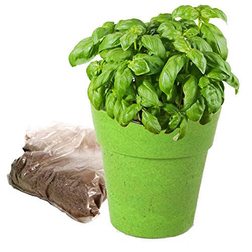 PLANETE Plante - Biologischer Topf und Pflanzensamen - Gartenbausatz - 170036 - Bambus - Garten - Natur - Pflanze - Blumen - Kinderspiel - Ab 4 Jahren PLANETE Plante - Biologischer Topf und Pflanzensamen - Gartenbausatz - 170036 - Bambus - Garten - Natur - Pflanze - Blumen - Kinderspiel - Ab 4 Jahren von PLANETE PLANTE