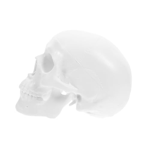 POPETPOP Anatomisches Mini Schädelmodell aus Abnehmbar Realistisch für Medizinische Zwecke als Dekoration für Arbeitszimmer Halloween Partys POPETPOP Anatomisches Mini Schädelmodell aus Abnehmbar Realistisch für Medizinische Zwecke als Dekoration für Arbeitszimmer Halloween Partys von POPETPOP