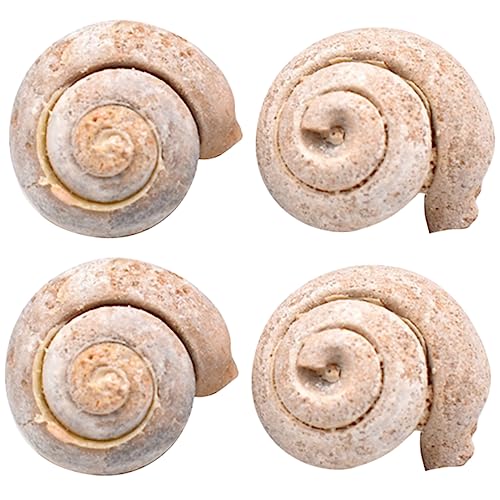 PRETYZOOM 1 Satz Teiliges Schneckenfossil Desktop Ornament Für Unterricht Hochwertige Paläontologie Dekoration Wissenschaftliche Lehrmittel Für Studenten Für Bildung Partys Und 4 Stück von PRETYZOOM