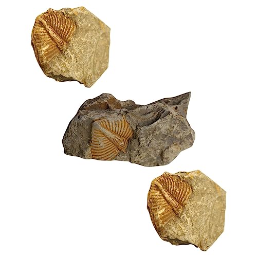PRETYZOOM 3 Stücke Trilobiten Fossilien Sammlung Lehrreiche Modelle für Kinder Dekoration für Steinsammler PRETYZOOM 3 Stücke Trilobiten Fossilien Sammlung Lehrreiche Modelle für Kinder Dekoration für Steinsammler von PRETYZOOM