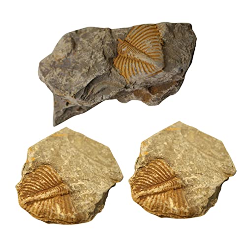 PRETYZOOM 1 Satz Trilobiten- Trilobit Paläontologie Echtes Modell Grabset Schmuck Desktop-ornament Kinderspielzeug Lehrexemplar Modell Schüler Unterrichten Lehrreich 3 Stück PRETYZOOM 1 Satz Trilobiten- Trilobit Paläontologie Echtes Modell Grabset Schmuck Desktop-ornament Kinderspielzeug Lehrexemplar Modell Schüler Unterrichten Lehrreich 3 Stück von PRETYZOOM