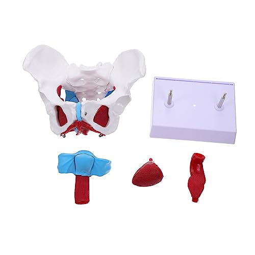 PRETYZOOM 1 Stück Anatomisches Modell Der Beckenmuskulatur Bildungsmodell Menschlich Hüfte Lehrreich Weiblich Lehre Für Beckenmodell Organ Anatomisches Modell Beckenpädagogisches Modell Pvc PRETYZOOM 1 Stück Anatomisches Modell Der Beckenmuskulatur Bildungsmodell Menschlich Hüfte Lehrreich Weiblich Lehre Für Beckenmodell Organ Anatomisches Modell Beckenpädagogisches Modell Pvc von PRETYZOOM