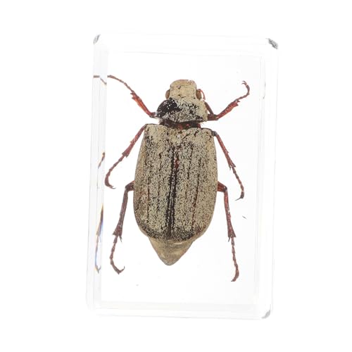 PRETYZOOM 1 Stück Biologische Exemplare bezaubernde Exemplare bernsteinfarbene Exemplare lehrreich Bernstein-Insekten Wissenschafts-Kit Harz PRETYZOOM 1 Stück Biologische Exemplare bezaubernde Exemplare bernsteinfarbene Exemplare lehrreich Bernstein-Insekten Wissenschafts-Kit Harz von PRETYZOOM