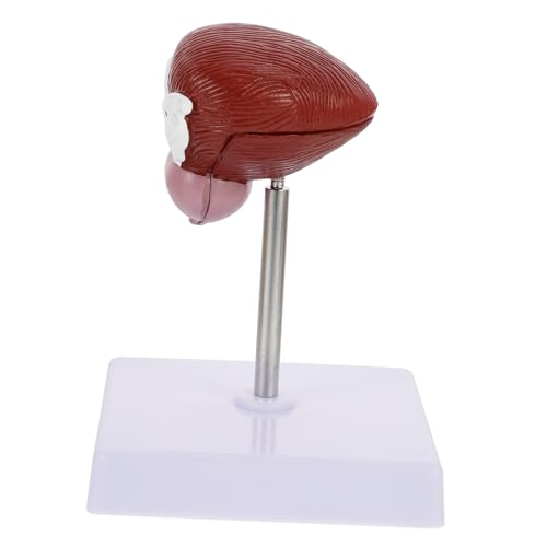 PRETYZOOM 1 Stück Blasenanatomie -Modell Biologische Lehre medizinisches anatomisches Modell Lehre anatomisches Modell Klassenzimmer Anatomiemodell Modell der Harnblase Plastik von PRETYZOOM