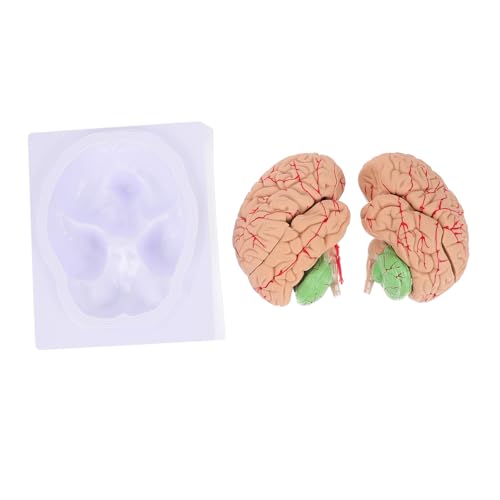 PRETYZOOM 1 Stück Modell Des Menschlichen Gehirns Gehirnmodell Anatomiemodell Medizinisches Zerebrovaskuläres Modell Mann Blutgefäßmodell Anatomisches Modell Pvc PRETYZOOM 1 Stück Modell Des Menschlichen Gehirns Gehirnmodell Anatomiemodell Medizinisches Zerebrovaskuläres Modell Mann Blutgefäßmodell Anatomisches Modell Pvc von PRETYZOOM