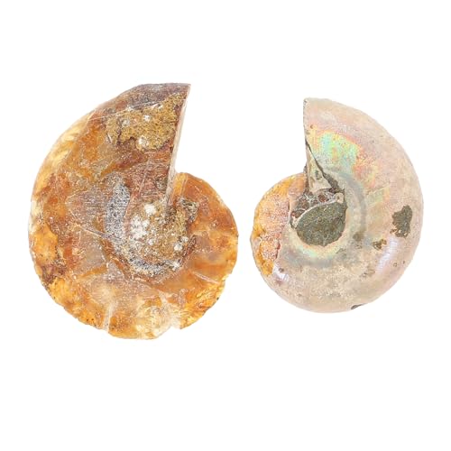PRETYZOOM 10 Sätze Kreative Fossilien Lehrmaterial Für Schüler Dekorative Sammlerstücke Opp Verpackung Für Paläontologie 2 Stück * 10 PRETYZOOM 10 Sätze Kreative Fossilien Lehrmaterial Für Schüler Dekorative Sammlerstücke Opp Verpackung Für Paläontologie 2 Stück * 10 von PRETYZOOM