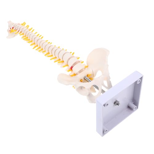 PRETYZOOM 1Stück Anatomisches Wirbelsäulenmodell Aus Flexibles Modell Mit Detaillierter Darstellung Von Wirbeln Nervenwurzeln Bandscheiben Oberschenkelknochen PRETYZOOM 1Stück Anatomisches Wirbelsäulenmodell Aus Flexibles Modell Mit Detaillierter Darstellung Von Wirbeln Nervenwurzeln Bandscheiben Oberschenkelknochen von PRETYZOOM