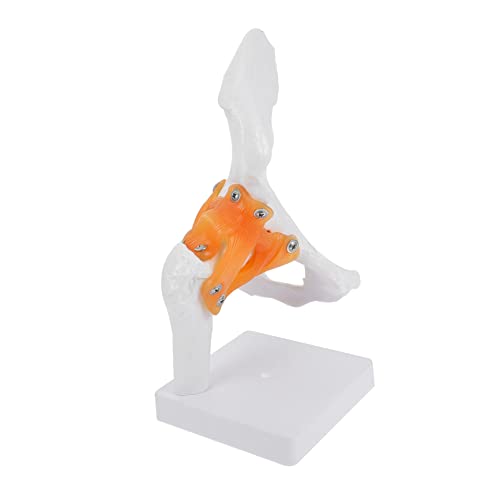 PRETYZOOM 1Stück Hüftgelenk Modell Anatomisches Skelettmodell Für Medizinische Ausbildung Lebensgroße Darstellung Des Menschlichen Hüftgelenks Für Lehrmittel PRETYZOOM 1Stück Hüftgelenk Modell Anatomisches Skelettmodell Für Medizinische Ausbildung Lebensgroße Darstellung Des Menschlichen Hüftgelenks Für Lehrmittel von PRETYZOOM