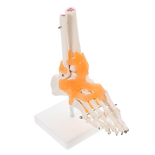 PRETYZOOM 1Stück Lebensgroßes Fußgelenkmodell mit Ligamenten Anatomisches Fußskelettmodell Basis für Medizinische Lehrhilfe Unterricht Arztpraxen Wissenschaftlichen PRETYZOOM 1Stück Lebensgroßes Fußgelenkmodell mit Ligamenten Anatomisches Fußskelettmodell Basis für Medizinische Lehrhilfe Unterricht Arztpraxen Wissenschaftlichen von PRETYZOOM