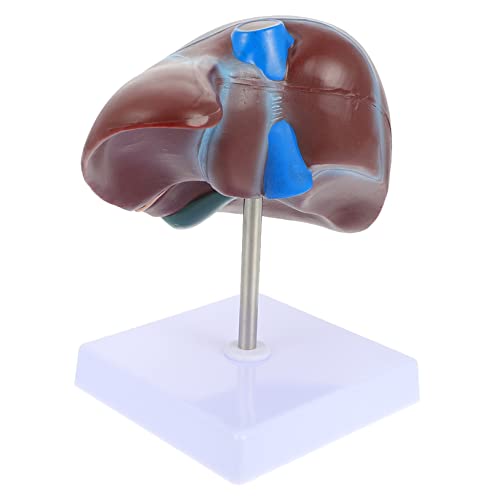 PRETYZOOM 1Stück Medizinisches Anatomisches Lebermodell Mit Basis Detailreiches Langlebiges Modell Für Lehrzwecke Für Studenten Fachkräfte von PRETYZOOM
