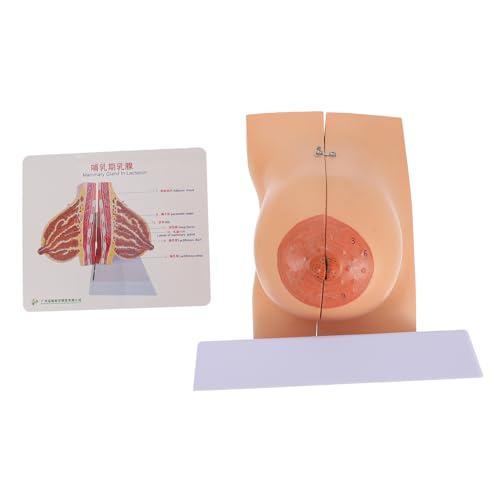 PRETYZOOM 1Stück Medizinisches Brustmodell Für Frauen Anatomisches Lehrmittel Aus Hochwertigem Langlebig Realistisch Für Unterricht Demonstrationen Einzigartiges Design von PRETYZOOM