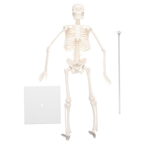 PRETYZOOM 1Stück Simulationsskelettmodell aus Anatomisches Menschliches Skelett für Medizinische Lehre Zerlegbar mit Abnehmbarer Schädelkappe für Bildung Display von PRETYZOOM