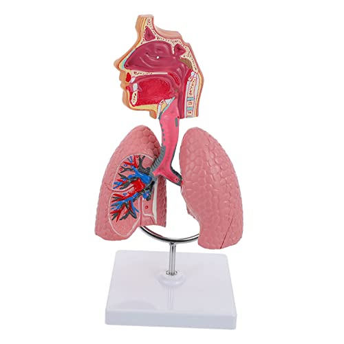 PRETYZOOM 1Stück Teiliges Atemsystem Modell aus Hochwertigem für Medizinische Lehre Anatomisches Lungenmodell zur Veranschaulichung Atemwegstruktur Funktion von PRETYZOOM