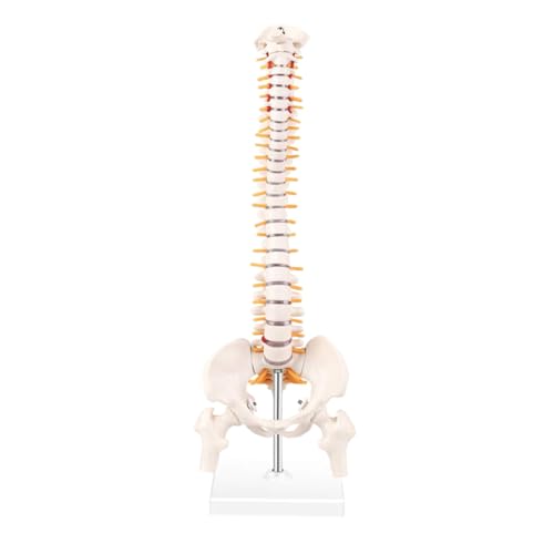 PRETYZOOM 1Stück Wirbelsäulenmodell aus Anatomisches Modell für Medizinische Ausbildung Detaillierte Darstellung von Wirbel Nerven Bandscheiben für Arztpraxen von PRETYZOOM
