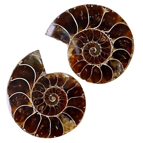 PRETYZOOM 2 Sätze Fossilien Prähistorische Lehrmodelle Zur Dekoration Opp Verpackung Pädagogisches Für Und Sammlungen 2 Stück * 2 von PRETYZOOM