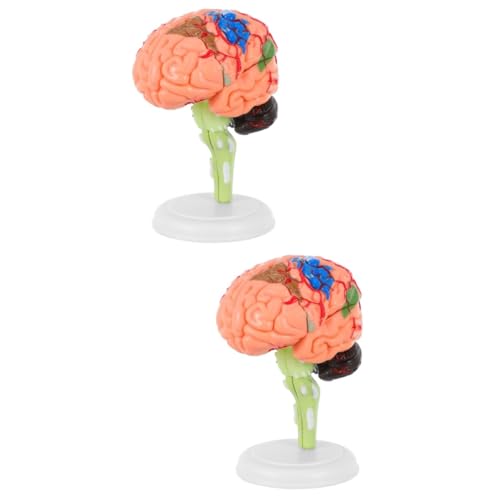PRETYZOOM 2 Stck. Anatomisches Gehirnmodell für Medizinische Ausbildung Zerlegbares Menschliches Gehirnmodell für Anatomielehre PRETYZOOM 2 Stck. Anatomisches Gehirnmodell für Medizinische Ausbildung Zerlegbares Menschliches Gehirnmodell für Anatomielehre von PRETYZOOM