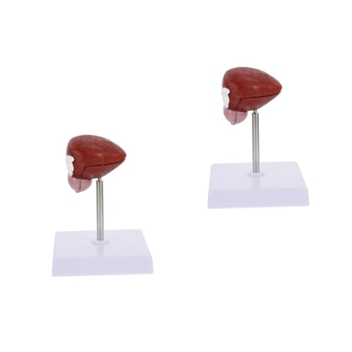 PRETYZOOM 2 Stck. Blasenanatomie -Modell Klassenzimmer lebensechtes anatomisches Blasenmodell Medizinisches Blasenmodell Modell der Harnblase menschliches Blasenmodell Plastik von PRETYZOOM