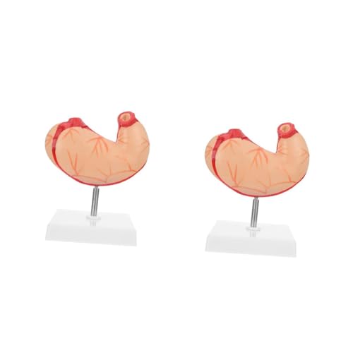 PRETYZOOM 2 Stck. Magen -Anatomie -Modell biologisches anatomisches Modell des Magens Wirbelsäule Magenmodell Skelett Magen anatomisches modell Anatomiemodell des menschlichen Torsos Plastik von PRETYZOOM
