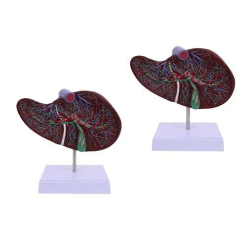 PRETYZOOM 2 Stück Anatomisches Modell der Leber Medizinisches Lebermodell Lehre menschlich Anatomisches Lebermodell Gallenblasenmodell Lebermodell anzeigen -Lebermodell Plastik von PRETYZOOM