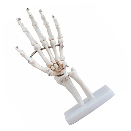 PRETYZOOM 2 Stück Hand Skelett Modell mit Basis Anatomisches Handgelenk Modell zur Gelenksimulation für Medizinische Studien und Bildungszwecke von PRETYZOOM