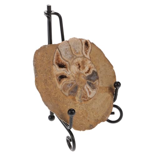 PRETYZOOM Ammonitenfossil Ammonitenmodelle zur Dekoration Ornament Probe Ammoniten-Exemplar Schulprojekt Ammoniten- für den Tisch Ammonitendekoration Ammonitenmodelle für den Tisch PRETYZOOM Ammonitenfossil Ammonitenmodelle zur Dekoration Ornament Probe Ammoniten-Exemplar Schulprojekt Ammoniten- für den Tisch Ammonitendekoration Ammonitenmodelle für den Tisch von PRETYZOOM