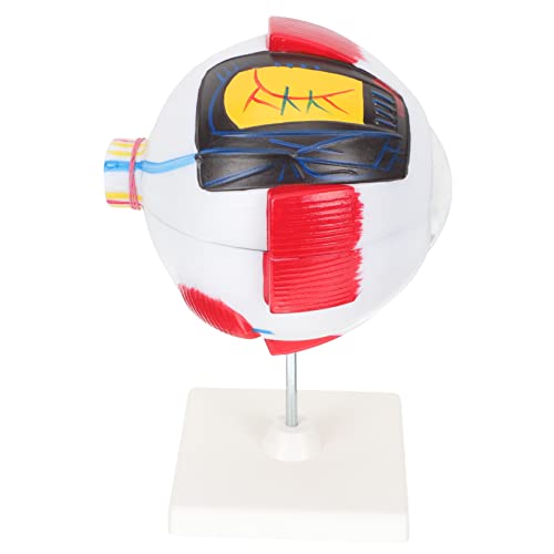 PRETYZOOM Anatomisches Augapfelmodell Fach Vergrößertes Abnehmbares Modell aus Hochwertigem für Augenanatomie für und Lehrzwecke PRETYZOOM Anatomisches Augapfelmodell Fach Vergrößertes Abnehmbares Modell aus Hochwertigem für Augenanatomie für und Lehrzwecke von PRETYZOOM