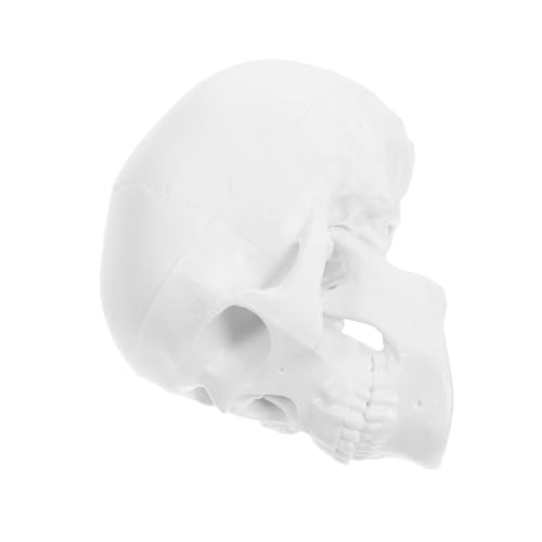 PRETYZOOM Kleiner Modell des Menschlichen Schädels Anatomisches Modell in Weiß Abnehmbar Realistisch für und Bastelprojekte für Studenten und Halloween Dekoration PRETYZOOM Kleiner Modell des Menschlichen Schädels Anatomisches Modell in Weiß Abnehmbar Realistisch für und Bastelprojekte für Studenten und Halloween Dekoration von PRETYZOOM