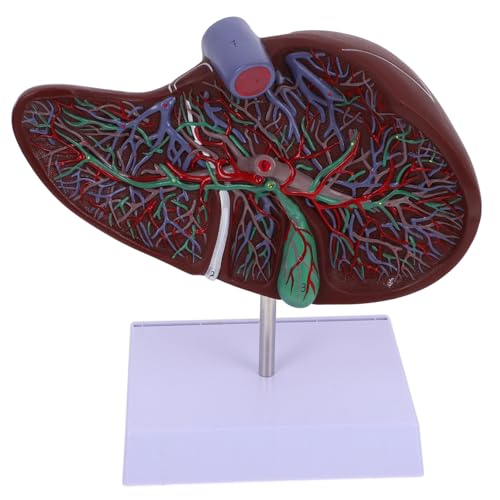 PRETYZOOM Anatomisches Modell Der Leber -lebermodell Lehre Anatomisches Lebermodell Medizinisches Lebermodell Menschlich Lebermodell Mit Sockel 3d-lebermodell Plastik von PRETYZOOM