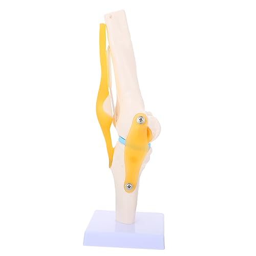 PRETYZOOM Anatomisches Modell Für Medizinische Lehrzwecke Simulations Kniegelenkmodell Für Anatomieausbildung Medizinische Demonstrationen von PRETYZOOM