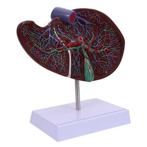 PRETYZOOM Anatomisches Modell Hochwertiges Lehrmodell für Medizinische Ausbildung und Langlebig für und Fachkräfte von PRETYZOOM