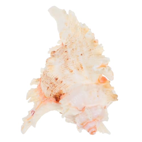 PRETYZOOM Aquarium Dekoration Natürliche Unregelmäßige Form Hochwertiges Naturschalenmaterial für Fischbecken und Aquarienlandschaftsgestaltung Lebendiges von PRETYZOOM