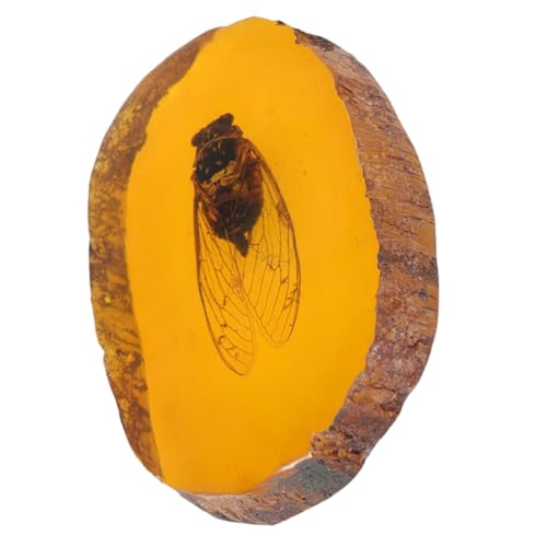 PRETYZOOM Bernstein Insektenprobe Im Cicada Sammlung Für Dekoration Inneneinrichtung Einzigartiges Insektenexemplar Mit Handwerklicher von PRETYZOOM
