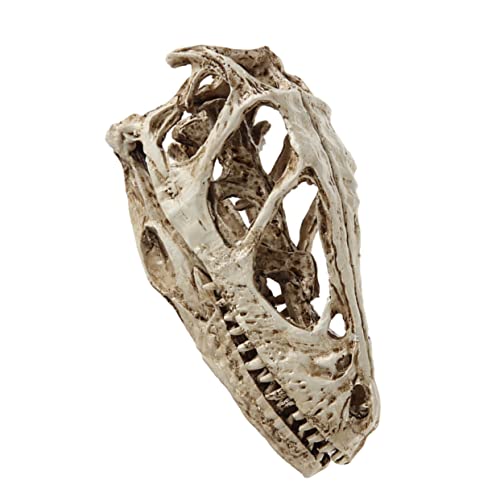 PRETYZOOM Dinosaurier Schädelmodell Aus Realistisches Skelett Exemplar Für Dekoration Perfektes Für Dinosaurier Enthusiasten Sammler von PRETYZOOM