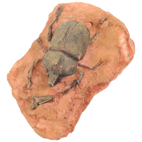 PRETYZOOM Fossiliendekoration für Dekoration Entomologie-Kit zum Sammeln Alte Insektenprobe Insektenexemplar paläontologisches Exemplar Insektenproben PRETYZOOM Fossiliendekoration für Dekoration Entomologie-Kit zum Sammeln Alte Insektenprobe Insektenexemplar paläontologisches Exemplar Insektenproben von PRETYZOOM