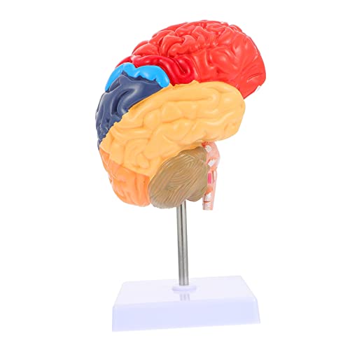 PRETYZOOM Gehirnlehrmodell halbes Gehirnmodell lebendiges Modell des menschlichen Gehirns Lehrinstrument Gehirnmodell lebensechtes Modell der Gehirnanatomie PVC von PRETYZOOM
