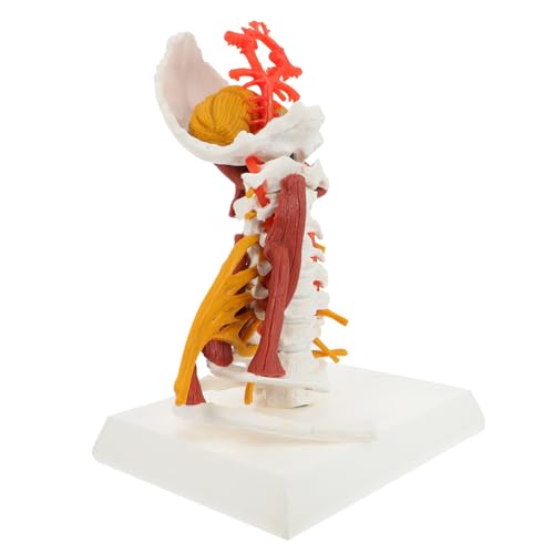 PRETYZOOM Halswirbelmodell Muskelmodell des Halswirbelnervs Halswirbelsäule Wirbel Modell Wirbelsäulenmodelle für die Anatomie Modell eines menschlichen Halswirbels Halswirbel Lehrmodell PVC von PRETYZOOM