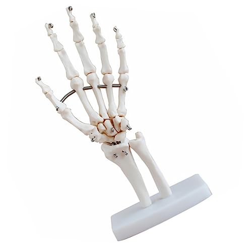 PRETYZOOM Hand Skelett Modell mit Beweglichen Gelenken Anatomisches Modell für Wissenschaftliche Ausbildung zur Darstellung Menschlichen Handgelenke und Knochen Stabiler Basis von PRETYZOOM